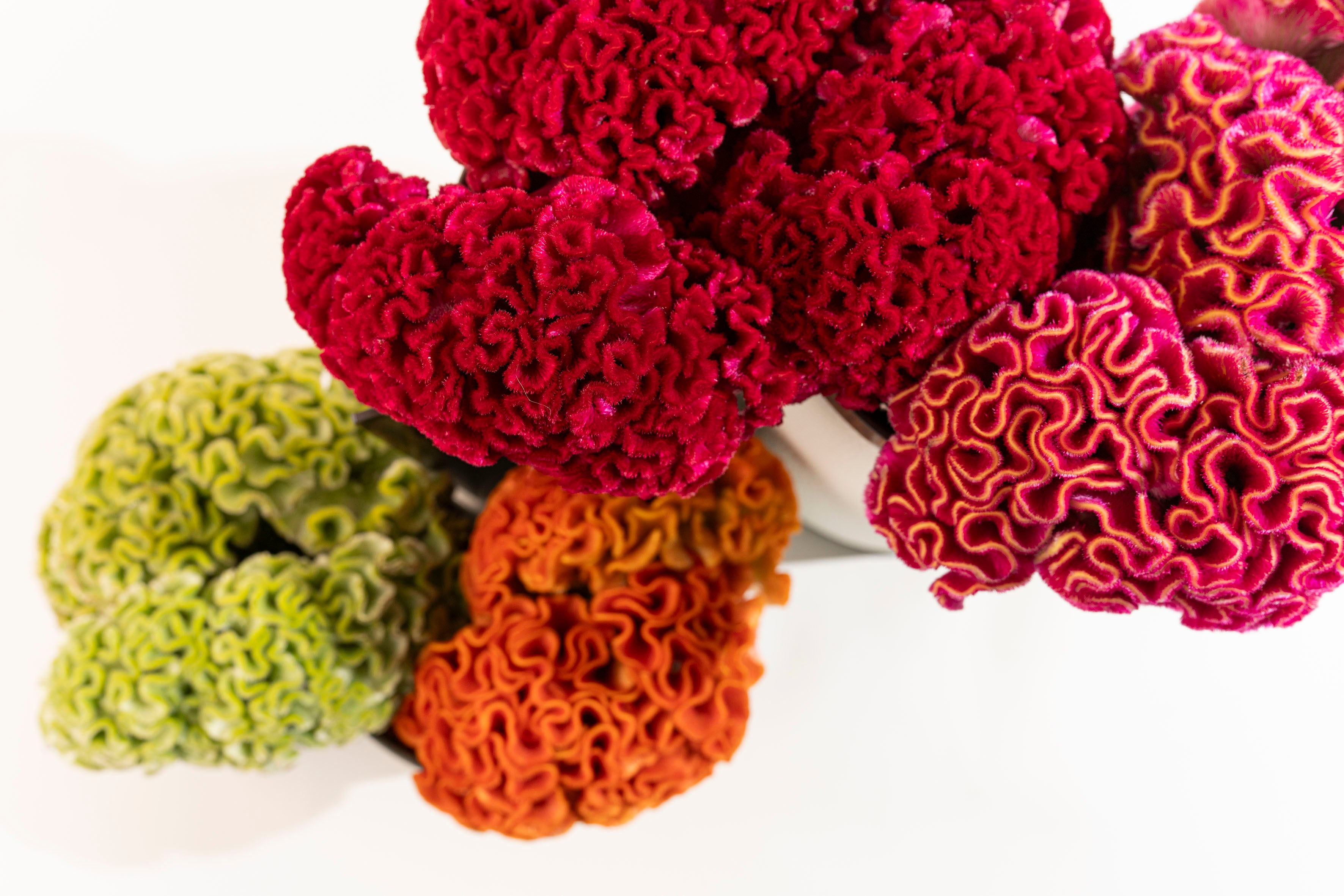 Dual Vases Small w/ Celosia Flowers